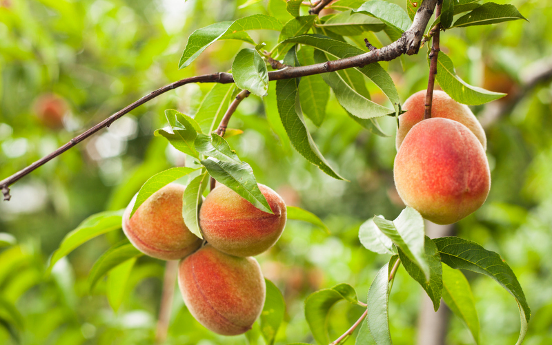 Fruit trees can provide a