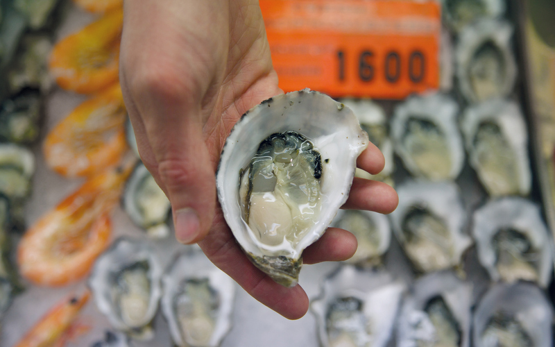 Oysters