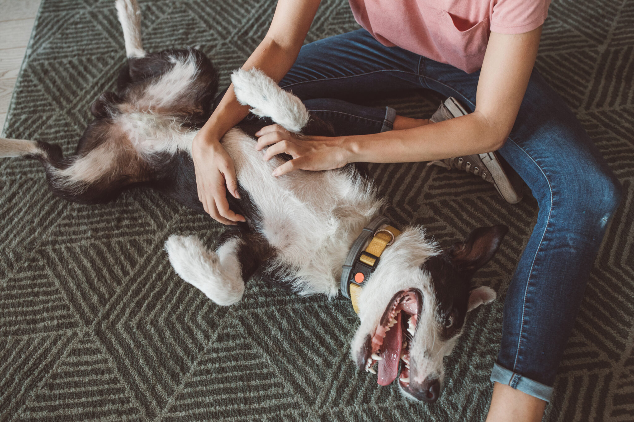 Dog Boarding Cost Guide 2025 dog-boarding-cost-guide-2025